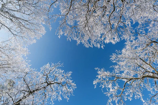 Vinter vita träd på bakgrund av blå himmel — Stockfoto