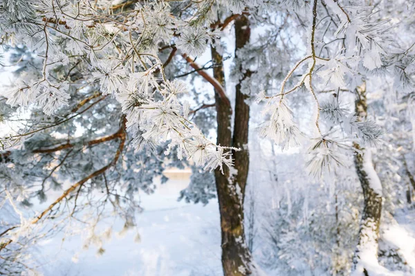 Inuti vacker frostig vinter tall skog — Stockfoto