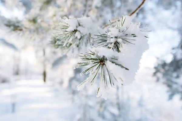 Kvist av barrträd med frost på nålar — Stockfoto