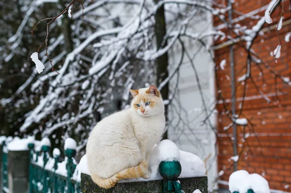 Fluffy gato de ojos azules sentado en la cerca de la casa de ladrillo en el día de invierno — Foto de Stock