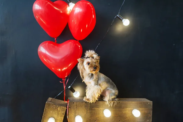 Carino piccolo cane con palloncini a forma di cuore per San Valentino — Foto Stock