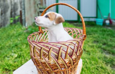 Jack Russel köpek sepeti mekanlarda oturan
