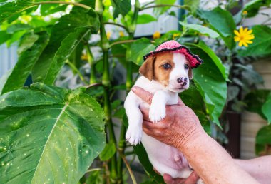 Jack Russel köpek şapkalı - büyük yeşil arka planı yaz aylarında bırakır.