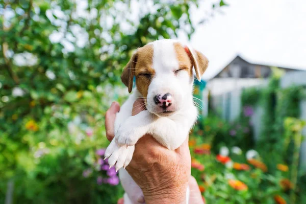 Hombre sosteniendo lindo cachorro dormido Jack Russel en las manos al aire libre. Retrato de primer plano — Foto de Stock