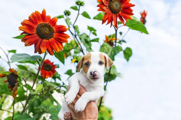 Очаровательный щенок в руке и подсолнух в саду на фоне неба — стоковое фото