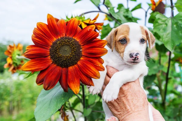Красивый щенок в руке и подсолнух в саду — стоковое фото