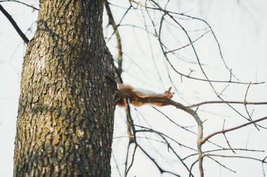 Küçük komik sincap sonbahar ormanında bir ağaç dalında dinleniyor.