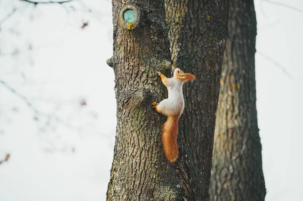 Esquilo engraçado na árvore no parque de outono — Fotografia de Stock