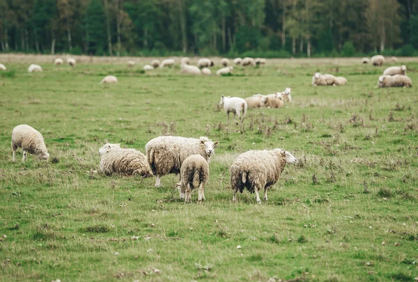 Kudde schapen die gras eten in de wei. — Stockfoto