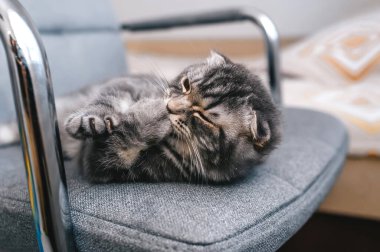 Güzel İskoç kedi yavrusu beyaz kedi pençesini yalıyor. Yakın çekim.