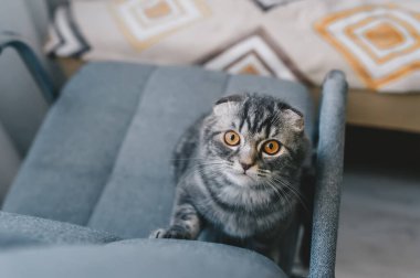 Sandalyede oturan sarı gözlü sevimli kedi yavrusu. Üst görünüm.