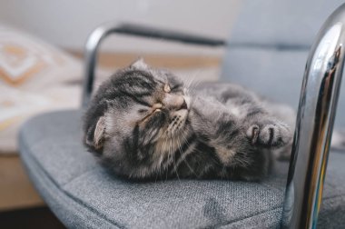 Kedi yavrusu dinlendirici bakışlarla uzanıyor ve sandalyede kulaklarında güzel fırçalarla patisini yalıyor. Yakın çekim.