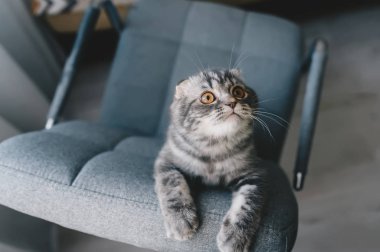 Yavru kedi. Uzun saçlı İskoç kıvrımı.