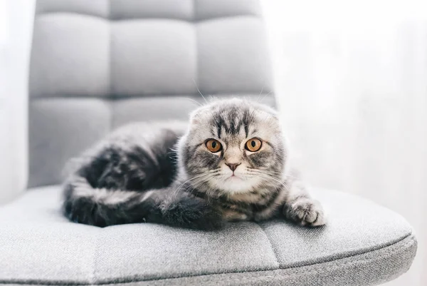 A gray kitten with yellow eyes, laying on a gray chair posing for the camera. — Stock Photo, Image