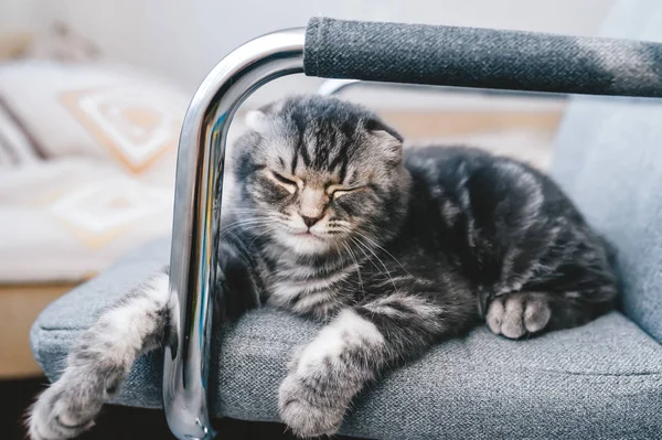 Cute grey kitten breed Scottish fold sleeps on the chair. — Stock Photo, Image