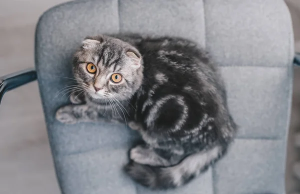 Kitten. Long-haired Scottish fold. Top view — Stock Photo, Image