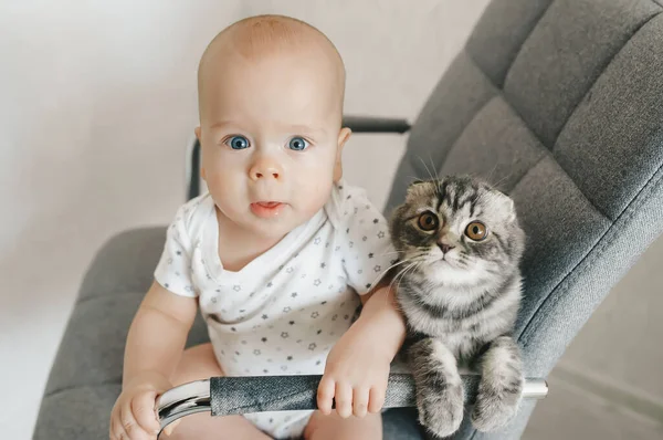 Baby boy with scottish kitten is sitting on the chair and look to camera. Closeup portrait — Stock Photo, Image