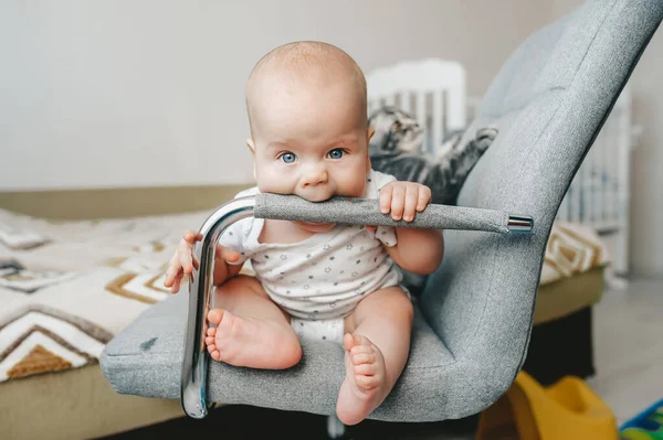 El bebé sentado en la silla intenta probar el reposabrazos de la silla. Gatito pliegue escocés sobre fondo — Foto de Stock