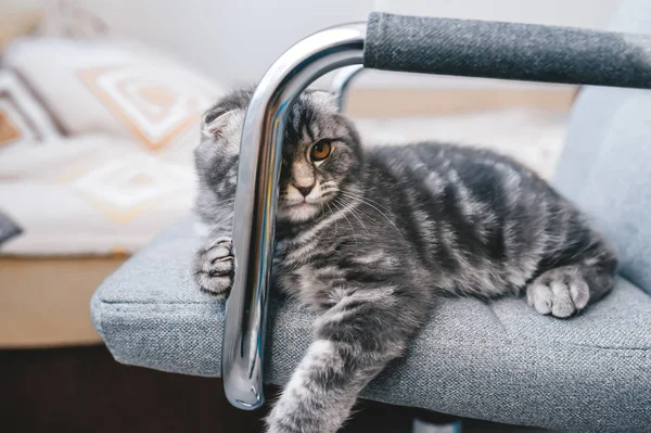 Cute grey kitten breed Scottish fold lies on the chair. — Stock Photo, Image