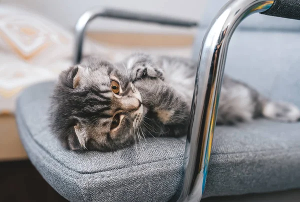 British kitten lying on gray modern chair at home. — Stock Photo, Image