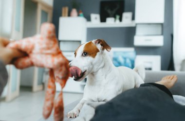 Jack Russell Terrier dudaklarını yalıyor ve ip oyuncağıyla oynuyor..