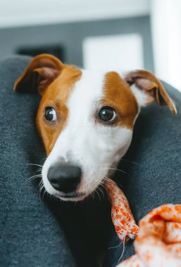 Jack Russell Terrier köpeği kırmızı örgü oyuncak tutuyor. Yakın çekim.
