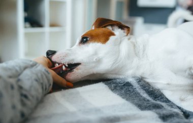 Dost canlısı Jack Russell Terrier sahibine sevgi gösteriyor..