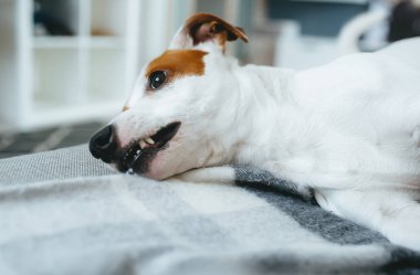 Şirin köpek, yatakta rahatla..