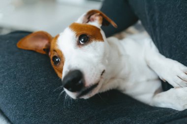 Sahibinin kollarında köpek Jack Russell Terrier. Rahat ol.