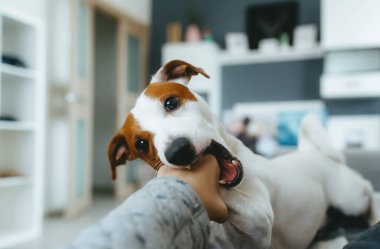 Şirin köpek Jack Russell Teriyer yatağın sahibinin eliyle oynuyor..