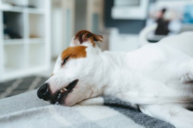 Şirin köpek yatakta uyuyor. Jack Russell Teriyeri
