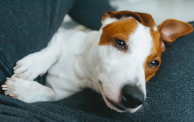 Köpek Jack Russell Terrier, sahibinin kollarında yarı açık gözleri var.
