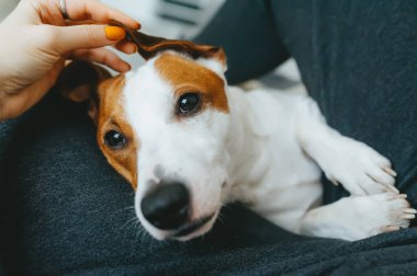 Köpek Jack Russell Terrier başını dizlerinin üstüne çöktürdü.