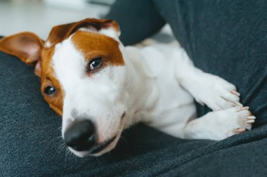 Köpek Jack Russell Terrier, sahibinin kollarında yarı açık gözleri var.
