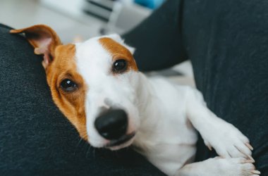 Jack Russell Terrier köpek sahibini kollarında