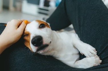 Sahibi evcil hayvan kafasına el masajı yapmış..