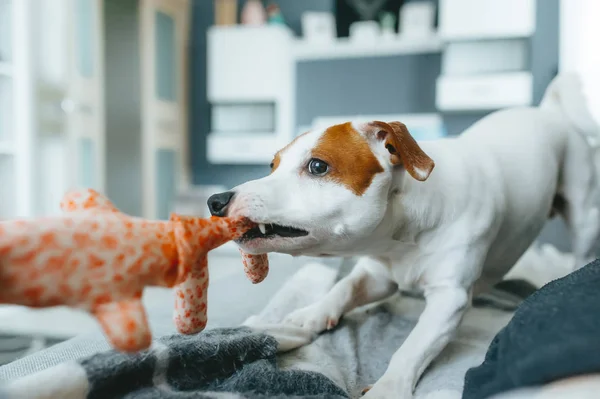 Grappige boer russell terriër trekken een sleepstuk speelgoed. — Stockfoto