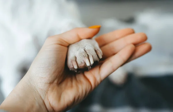 Hand and paw of dog. Closeup view — Stock Photo, Image