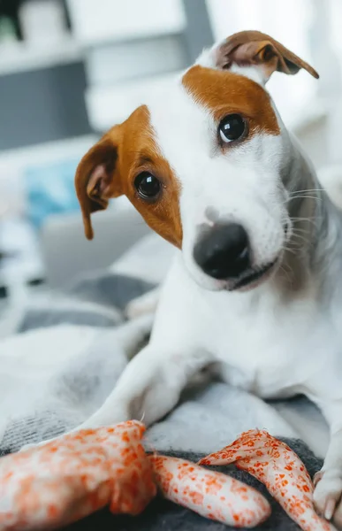 Lindo perro con juguete relajarse en una cama. Jack Russell Terrier. Vista de cerca — Foto de Stock
