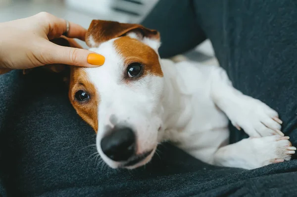 Propietario utiliza masaje de mano en la cabeza de la mascota. El pulgar de la mano está en la frente del perro — Foto de Stock