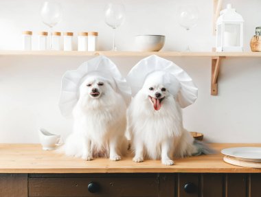 İkisi beyaz aşçı şapkalı şirin beyaz Pomeranya köpekleri mutfak masasında oturuyor. Yatay görünüm