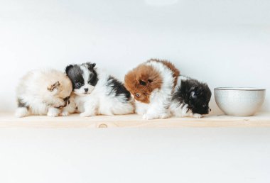 Dört sevimli Pomeranialı köpek yavrusu ve beyaz arka planda bowling. Hayvan portresi. Kartpostal.