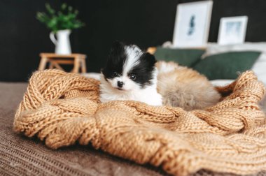 Yatak odasında örgü sepetinde oturan şirin pomeranyalılar. Yakın görünüm.