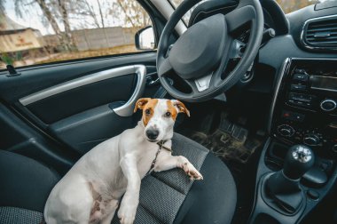 Küçük köpek sürücü koltuğunda, arabada. Arabada yatan sevimli Jack Russell köpeği var. Yola çıkmaya hazırız. Evcil hayvan konseptiyle seyahat etmek. Köpek kameraya bakıyor.