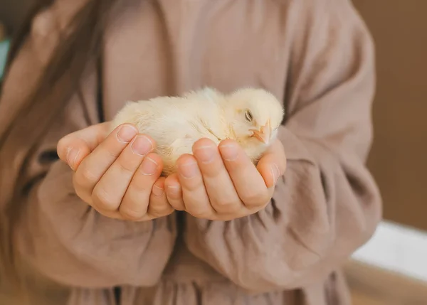 女の子の手は小さな鶏の世話を保持します 愛と優しさの概念 — ストック写真