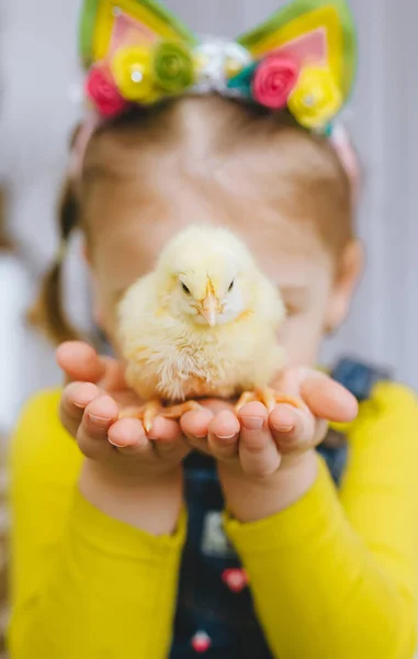 赤ん坊の女の子は小さな黄色い鶏を手に持っている 鶏の選択的焦点 — ストック写真