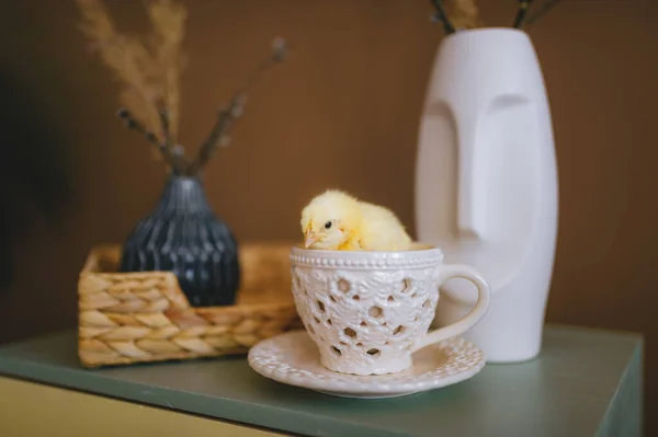 One Yellow Small Chicken Sitting White Cup Decorative Table Closeup — Stock Photo, Image