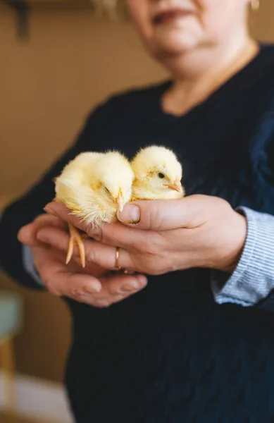 子供は両手に小さな黄色い鶏を2羽持っている 鶏の選択的焦点 — ストック写真