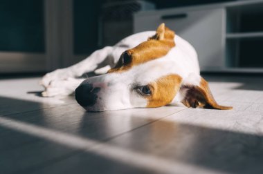 Jack Russell Dog evdeki ahşap zeminde uyuyor. Seçici odak ve ışık güneş etkisi.