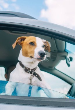 Küçük köpek yavrusu Jack Russell Terrier arabanın açık camından dışarı bakar. - Yakın çekim. Dikey görünüm
